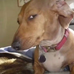 Meet your Posher, Dayanara